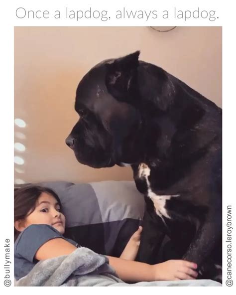 Cane Corso Is A Lap Dog In 2020 Cute Baby Animals Funny Animal Memes