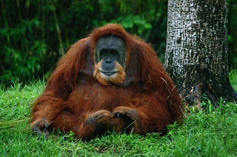 Orangutan Hd Wallpaper Background Image 2048x1365 Id