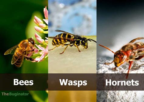 Bee Vs Wasp Vs Hornet 15 Ways To Identify Differences Compared 🪰 The