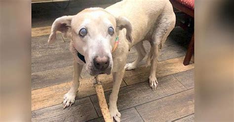 Senior Dog Spent 7 Years At Shelter Even Workers Gave Up Hop For