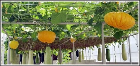 Growing mini pumpkins in a bucket. Growing Pumpkins in your Own Garden | SmallKitchenGarden ...