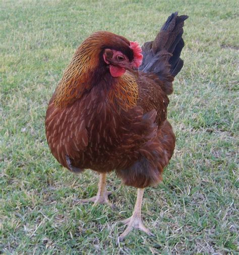 Hot Breeds For Hot Climates Chickens Backyard Breeds Chickens