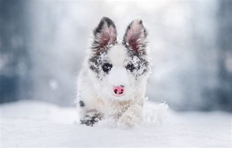 Wallpaper Winter Frost Look Face Snow Nature Portrait Dog Nose