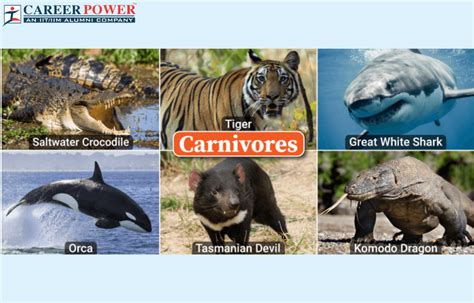 Carnivores Animals Name List And Examples
