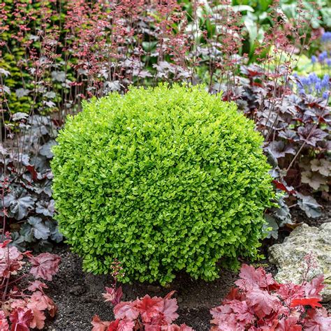 Green Velvet Boxwoods For Sale