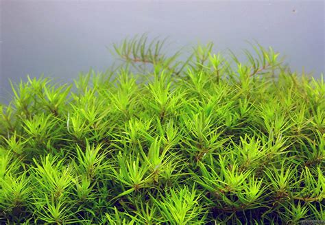 Limnophila Sp Vietnam Flowgrow Aquatic Plant Database
