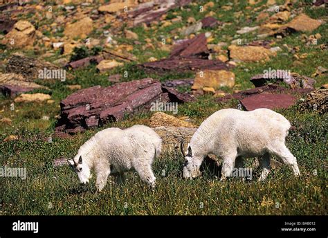 Mountain Goats Glacier National Park Montana Stock Photo Alamy