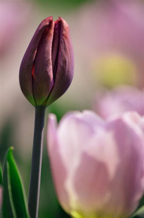 Purple Tulip Bud Photograph By Joan Han