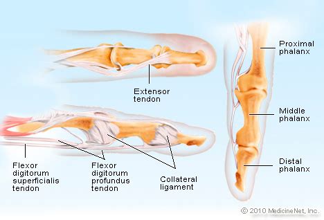 Hand symptom diagram download scientific diagram rh researchgate net diagram of the left hand diagram of human anatomy diagram of the hand carpal tunnel syndrome tendon abductor policis. Fingeranatomie: Muskelbewegung, Gelenke und Nerven ...