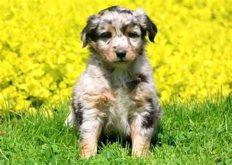 Mini Australian Shepherd Puppies For Sale Keystone Puppies