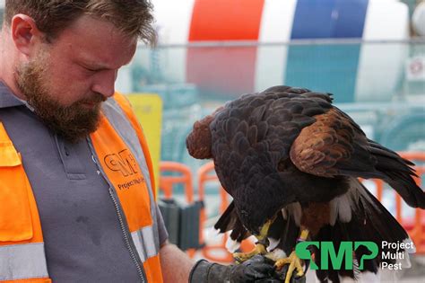 Effective bird control has been providing bird pest control services since 1996, we pride ourselves on our client retention and effectiveness of our bird we can remove the problem with regular roof access to remove nests and eggs under a general license and fly birds of prey within the territory. Bird Control London | Falconry for Pest Pigeons & Seagulls