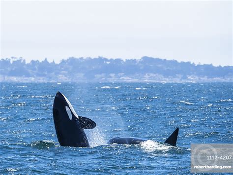 Transient Killer Whale Orcinus Orca Stock Photo