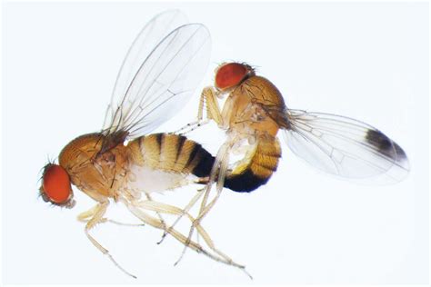 Female Flies Evolved Serrated Genitals That Get In The Way During Sex New Scientist