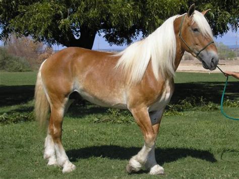 Worlds 10 Most Beautiful Draft Horse Breeds And Heavy Horses Pethelpful