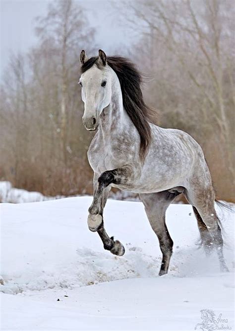 Orlov Trotter Pretty Horses Most Beautiful Horses Dapple Grey Horses