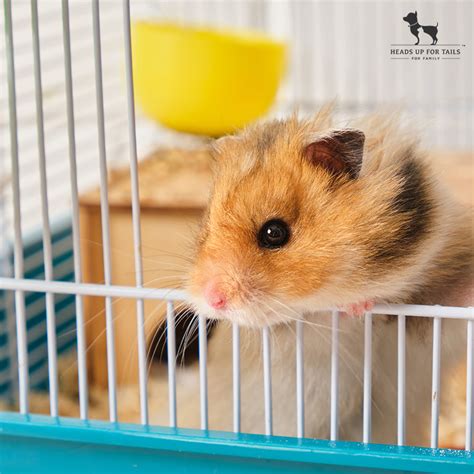 4 Things To Know Before Getting A Hamster