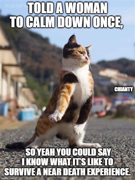 Stay Calm And Lolcats Lol Cat Memes Funny Cats Funny Cat