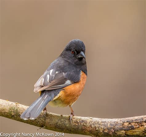 Photographing Eastern Towhees And Learning Bird Id Skills Welcome To