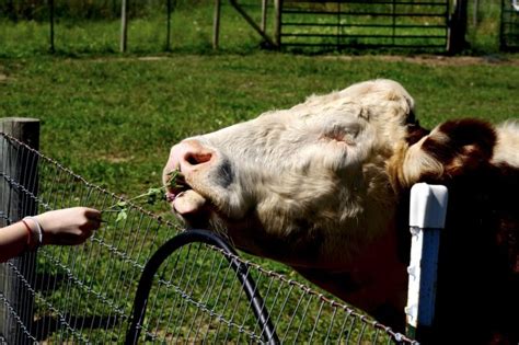 Conjunctivitis is called pinkeye because the white. Farmaste Animal Sanctuary | Lindstrom, Minnesota ...