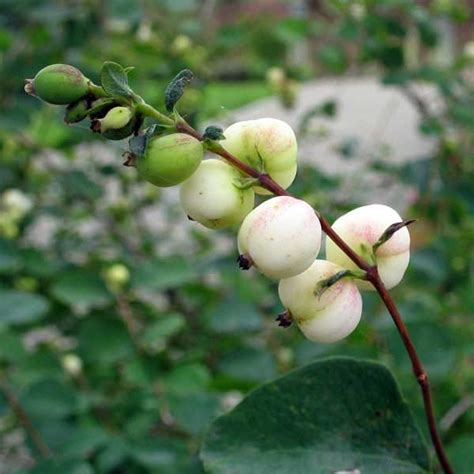 Snowberry Symphoricarpos Albus Berries For The Birds And Beautiful
