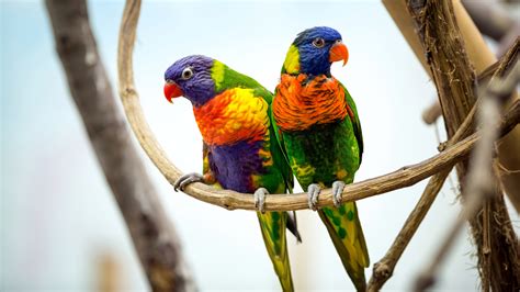 Love Bird Parrot On Branch 4k Wallpaper Hd Wallpapers Images