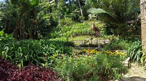 Bao sheng durian farm is an ideal place of stay for travelers seeking charm, comfort and convenience it is a small room in a durian farm at west side of penang island. Botanical Garden (Bentong) - 2020 All You Need to Know ...