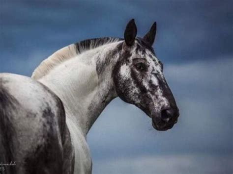 I Love The Roached Mane Beautiful Horses Appaloosa Horses Pretty Horses