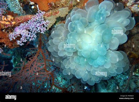 Bubble Coral Plerogyra Sinuosa Stock Photo Alamy