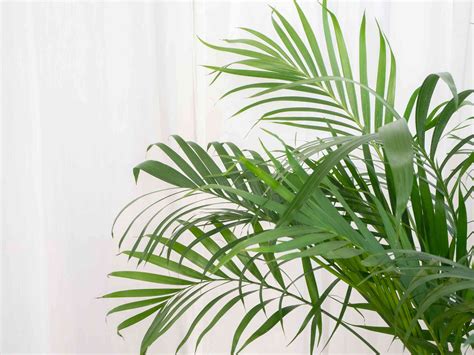 Areca Palm Plant Care And Growing Guide