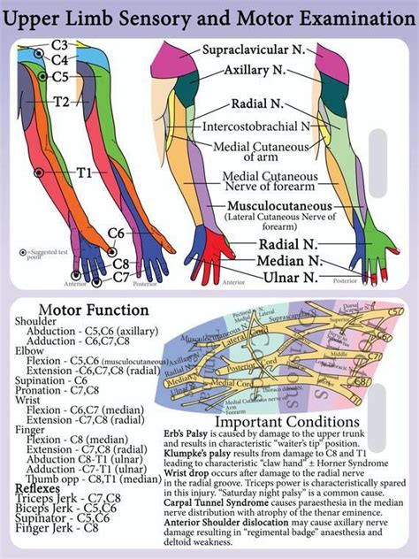 Upper Extremity Dermatomes And Myotomes Motor Function Shoulder Nerve Anatomy Human Body