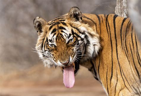 Psbattle This Tiger Sticking Out Its Tongue Rphotoshopbattles