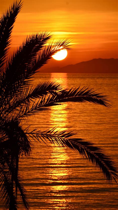Download Wallpaper 938x1668 Sunset Palm Tree Sea Water Reflection