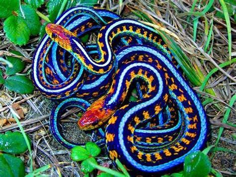 🏻💕🌸🕊 Snake Colorful Snakes Beautiful Snakes