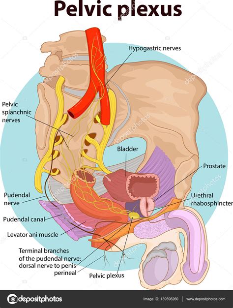 Vector Illustration Pelvic Plexus Anatomy — Stock Vector © Magemasher