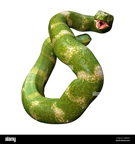 3d Rendering Of A Green Viper Snake Isolated On White Background Stock