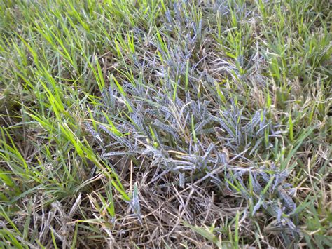 Slime Mold On Lawn Walter Reeves The Georgia Gardener