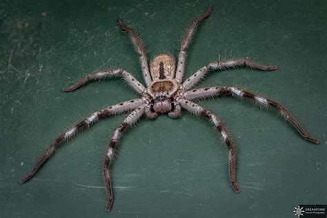 Allerdings sind tatsächlich nur zwei arten, nämlich die trichternetzspinne und die rotrückenspinne. Spinnen in Australien - Der komplette Backpackers Guide