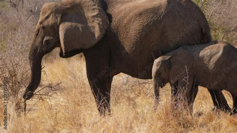Baby Elephant Learns To Use Its Trunk Next To Adept Mother Stock ビデオ