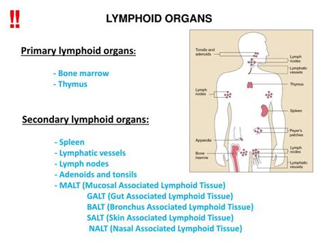 Ppt Prim A R Y Lymphoid Organs B One Marrow T Hymus Powerpoint