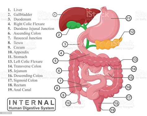 A Parte Interna Sistema Digestivo Humano Arte Vetorial De Acervo E