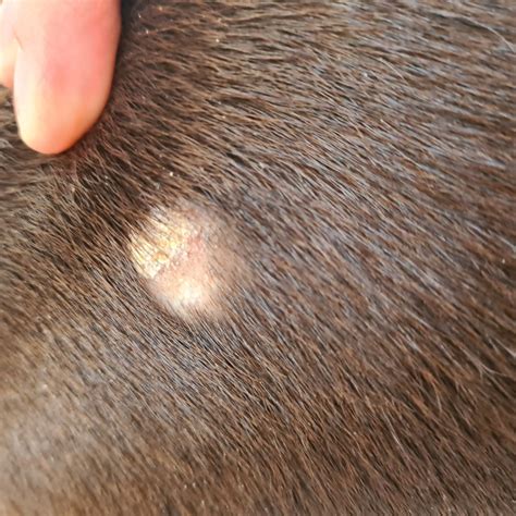 What Causes Bald Spots On Dogs