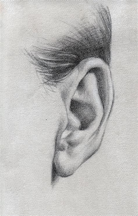 Ear Study Realistic Drawings Anatomy Art Drawings