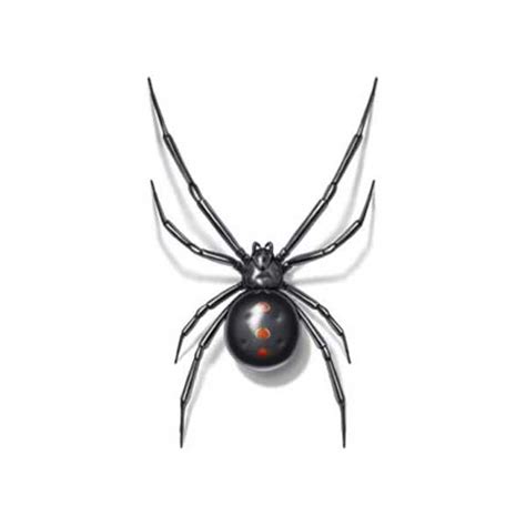 Black Widow Spider Identification Habits And Behavior Florida Pest Control