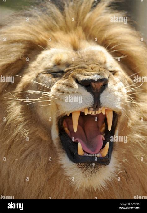 Close Up Full Frame Of Exotic Male Adult African Lion Snarling Showing