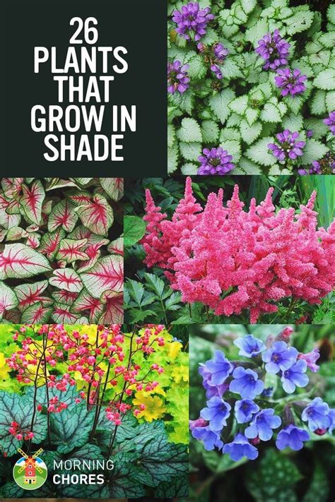 Best 25 Flowering Shade Plants Ideas On Pinterest Shade