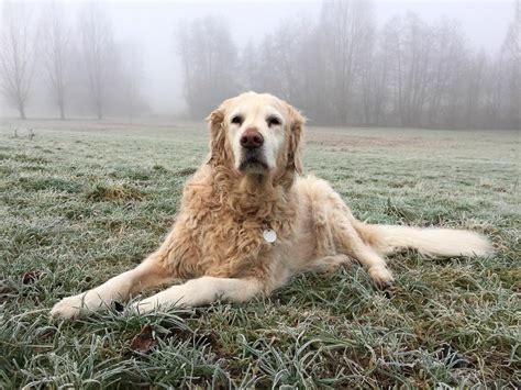 Curly Golden Retriever On A Foggy Day Free Image Download