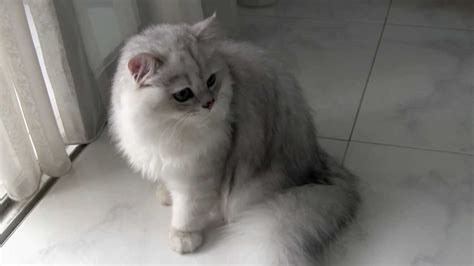 Male Silver Shaded Chinchilla Persian Cat Youtube