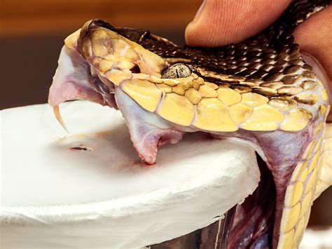 Heres How You Milk Snakes To Make Antivenom Wired
