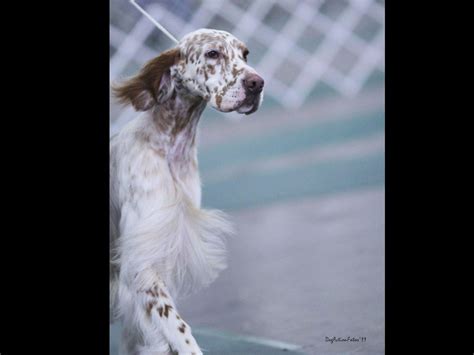 Looking for an irish setter puppy for sale? English Setter puppies for sale in Washington - AKC ...