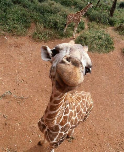 25 Reasons You Should Love Adorable But Clumsy Baby Giraffes Cute